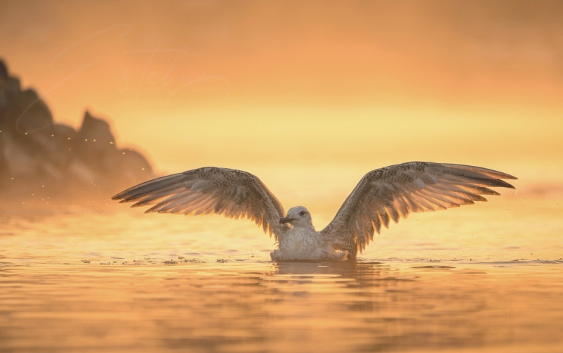 Caspian gull